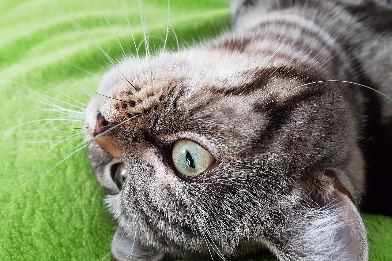 Quick Qs; When and how did we domesticate cats?